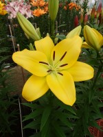 [5098 Malesco VWS No01.JPG]